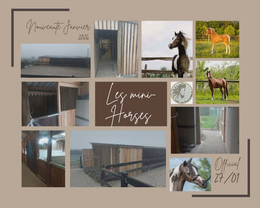 Les Mini-Horses de Natie.D